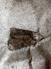 Mesoligia furuncula