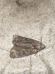 Mesoligia furuncula
