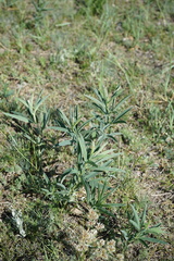 Thermopsis lanceolata