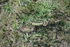 Thermopsis lanceolata