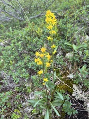 Solidago virgaurea lapponica