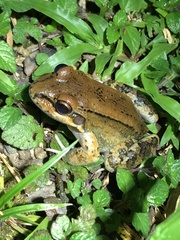 Leptodactylus rhodonotus