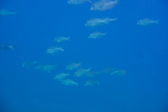 Monotaxis grandoculis