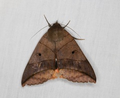 Thyas juno
