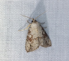 Chorsia