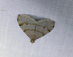Chrioloba perpusilla