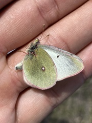 Colias pelidne