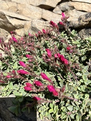 Penstemon rupicola