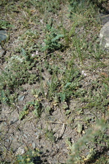 Sibbaldianthe bifurca