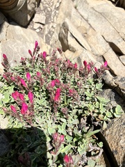 Penstemon rupicola