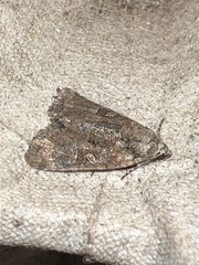 Mesoligia furuncula