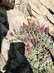 Penstemon rupicola