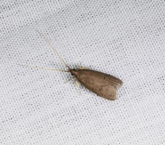 Lecithocera platomona