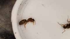 Dorymyrmex bossutus