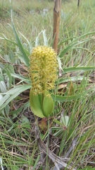 Malaxis elliptica