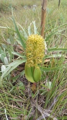 Malaxis elliptica