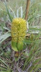 Malaxis elliptica