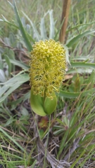 Malaxis elliptica