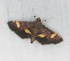 Syngamia falsidicalis