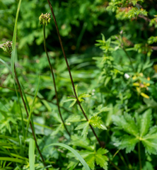 Trollius altaicus