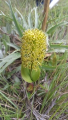Malaxis elliptica