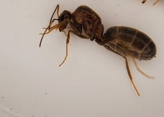 Dorymyrmex flavopectus