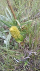 Malaxis elliptica