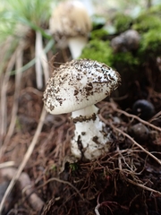 Amanita xylinivolva