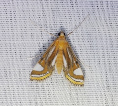 Agassiziella kwangtungiale