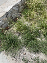 Tephrosia cinerea