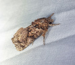 Callopistria guttulalis