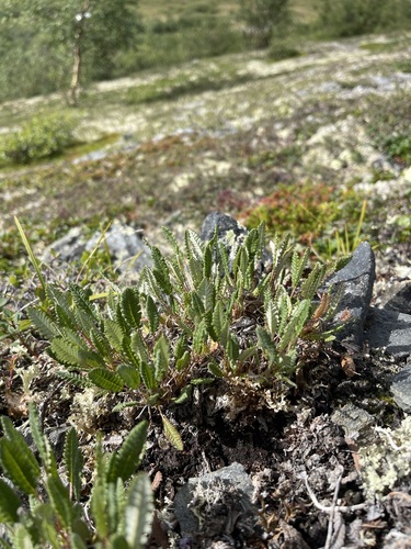 Dryas ajanensis (Dryas ajanensis)