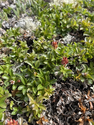 Image of Salix phlebophylla by (c) Brandon Corder, some rights reserved (CC BY)