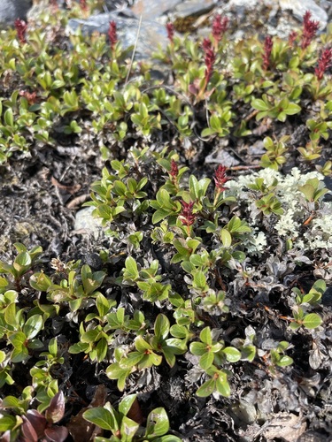 Image of Salix phlebophylla by (c) Brandon Corder, some rights reserved (CC BY)