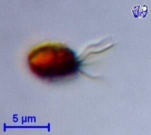 Isochrysidaceae