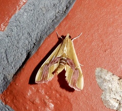 Agathodes ostentalis