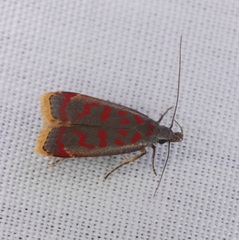 Dichomeris sandycitis