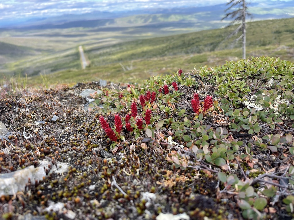 Salix phlebophylla; photograph (c) Brandon Corder, some rights reserved (CC BY)