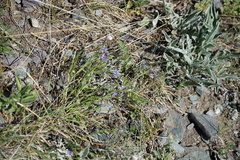 Psephellus sibiricus