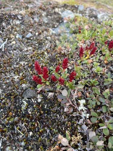 Image of Salix phlebophylla by (c) Brandon Corder, some rights reserved (CC BY)