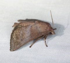 Griseothosea fasciata