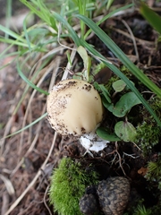 Amanita xylinivolva