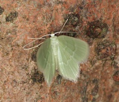 Idiochlora minuscula