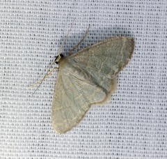 Lophophleps triangularis