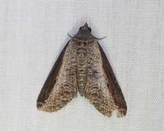 Lophoptera squammigera