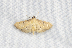 Herpetogramma rudis