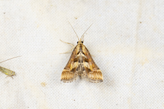 Diasemia accalis