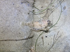 Citharichthys sordidus