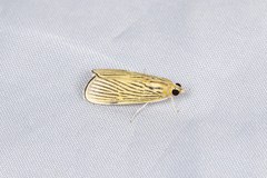 Tyspanodes linealis