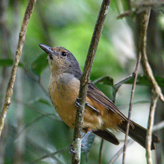 Colluricincla boweri